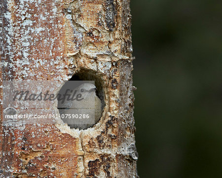 Female Mountain Bluebird (Sialia currucoides) at the nest, Yellowstone National Park, Wyoming, United States of America, North America