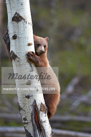 Cinnamon Black Bear (Ursus americanus) yearling cub climbing a tree, Yellowstone National Park, Wyoming, United States of America, North America