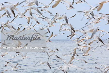 Terns on Capitola Beach, Capitola City, Santa Cruz County, California, United States of America, North America