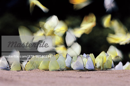Butterflies sipping minerals from riverbank, Manu National Park, Peru