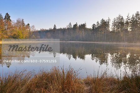 Forest Lake in early Spring, Breitenbuch, Amorbach, Odenwald, Lower Franconia, Bavaria, Germany