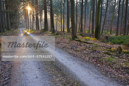 Forest Path in early Spring with Sun, Breitenbuch, Amorbach, Odenwald, Lower Franconia, Bavaria, Germany