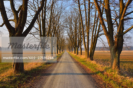 Tree Allee in early Spring, Nature Reserve, near Monchbruch, Morfelden and Ruesselsheim, Hesse, Germany