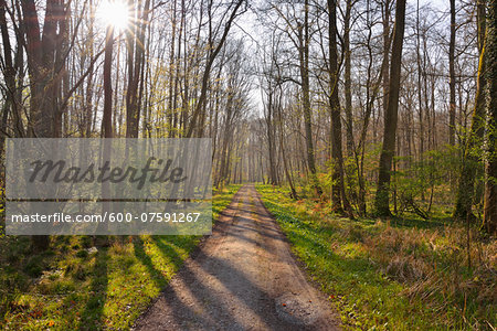 Forest Path in early Spring with Sun, Nature Reserve, near Monchbruch, Mohrfelden and Russelsheim, Hesse, Germany