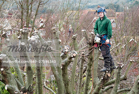 Portrait of tree surgeon up a tree holding chainsaw