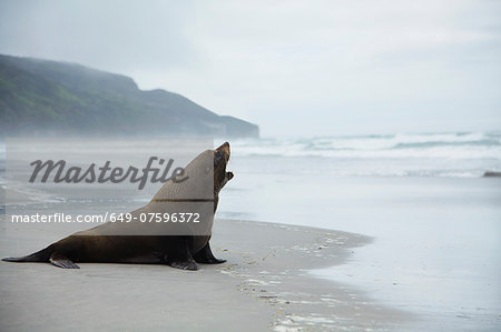 Solitary sealion on a beach, New Zealand