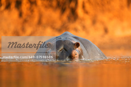 Hippopotamus / Hippo - Hippopotamus amphibius - at sunset,  Mana Pools National Park, Zimbabwe, Africa