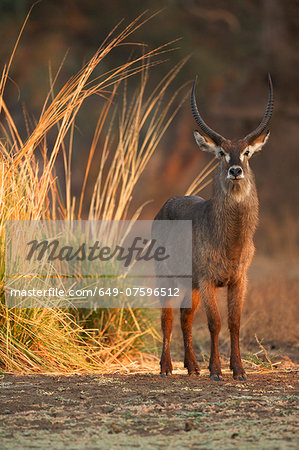 Waterbuck - Kobus ellipsiprymnus - mature bull at dawn, Mana Pools National Park, Zimbabwe, Africa Waterbuck - Kobus ellipsiprymnus - mature bull at dawn, Mana Pools National Park, Zimbabwe, Africa