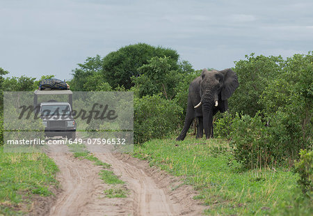 African elephant (Loxodonta africana) near safari jeep