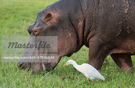 Hippo eating grass