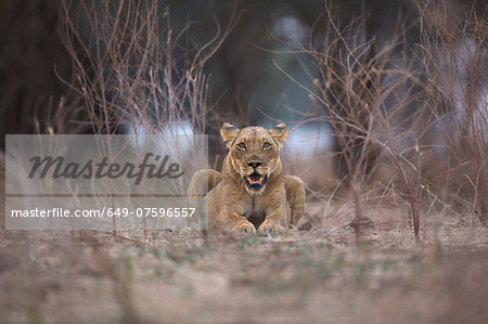 Lioness - Panthera leo - in evening light