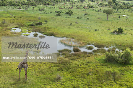 Aerial view of giraffe, Okavango Delta, Chobe National Park, Botswana, Africa Aerial view of giraffe, Okavango Delta, Chobe National Park, Botswana, Africa