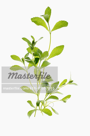 A few sprigs of stevia