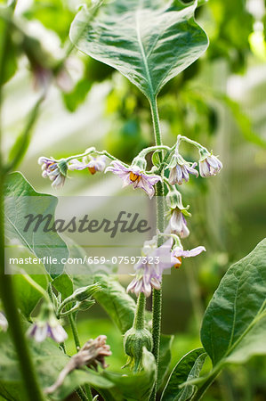 An aubergine plant with flowers in the garden