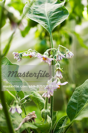 An aubergine plant with flowers in the garden An aubergine plant with flowers in the garden