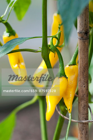 Yellow chilli peppers (variety 'Golden Cayenne') on the plant in the garden Yellow chilli peppers (variety 'Golden Cayenne') on the plant in the garden