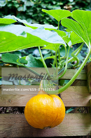 Hokkaido pumpkin on the plant in a raised bed