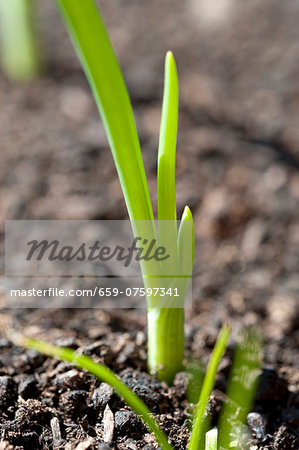 A sprouting spring onion in the soil