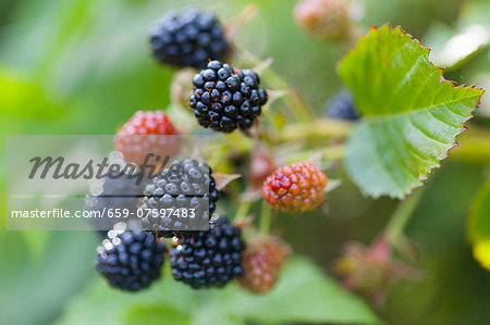 Ripe and unripe blackberries on the bush
