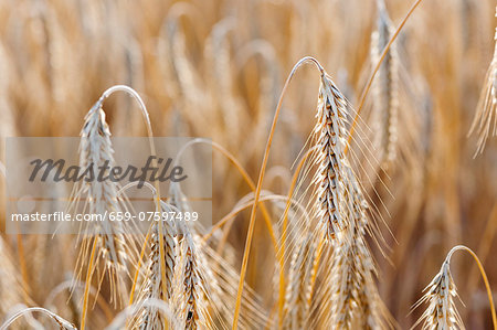 Ears of rye in the field