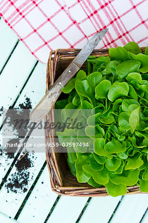 A basket of freshly harvested salad leaves of the variety Salanova (view from above)