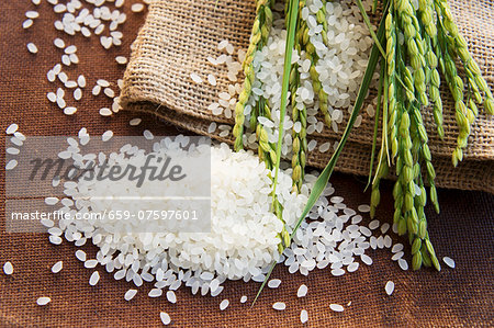 A mound of rice, ears of rice and a jute sack