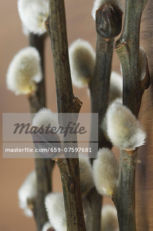 Pussy willow twigs (section)