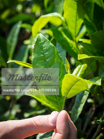 Tea leaves from a tea plantation next to Batumi, Georgia.