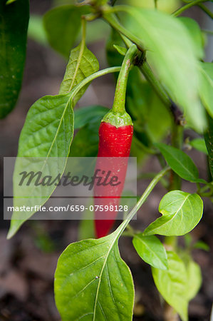 A red chilli on the plant in the garden