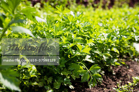 Flat-leaf parsley growing in a bed