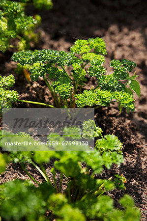 Curly parsley growing in a bed Curly parsley growing in a bed