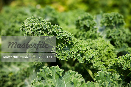 Kale in the vegetable plot (close-up)