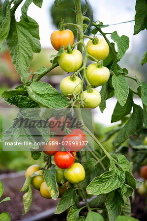 A tomato plant in the garden