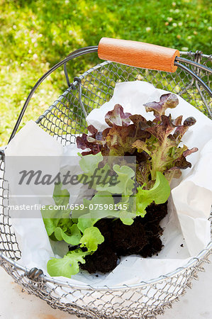 Young lettuce plants with soil (oak leaf lettuce) in a wire basket