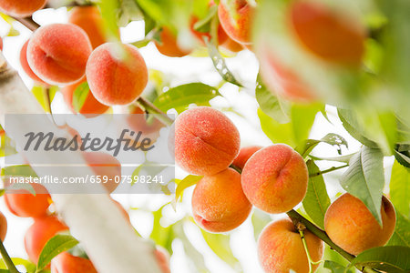 Peaches on the tree