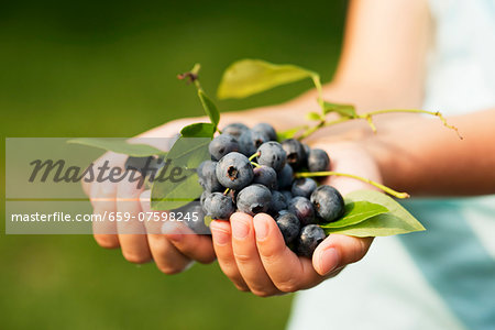 Blueberries held in a girl's hands