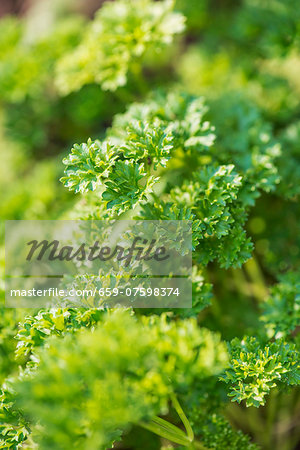 Parsley (Petroselinum Crispum Crispum) growing in garden Parsley (Petroselinum Crispum Crispum) growing in garden
