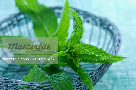 Peppermint (Mentha piperita) in a small wire basket Peppermint (Mentha piperita) in a small wire basket