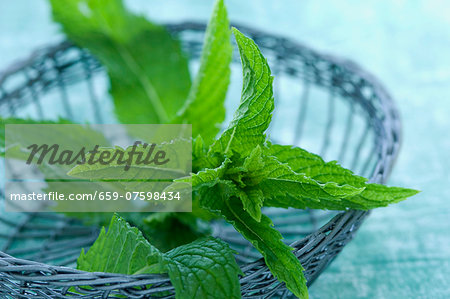 Peppermint (Mentha piperita) in a small wire basket