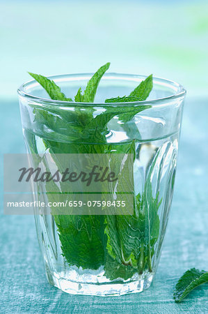 Peppermint (Mentha piperita) in a glass of water Peppermint (Mentha piperita) in a glass of water