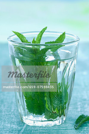 Peppermint (Mentha piperita) in a glass of water