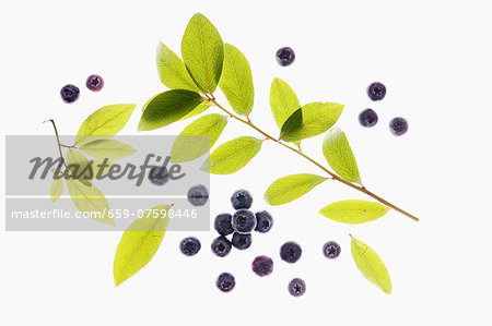 Elderberries and twig Elderberries and twig