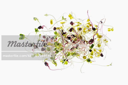 Assorted fresh edible shoots Assorted fresh edible shoots