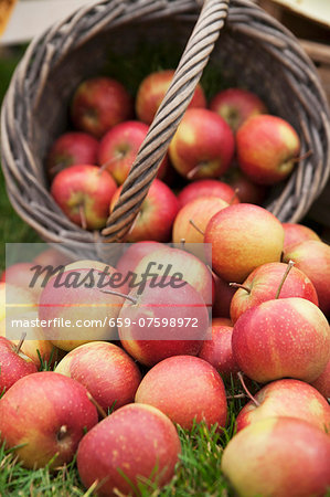 Freshly harvested apples in a basket and in the grass