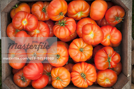Lots of beef tomatoes in a crate (view from above) Lots of beef tomatoes in a crate (view from above)
