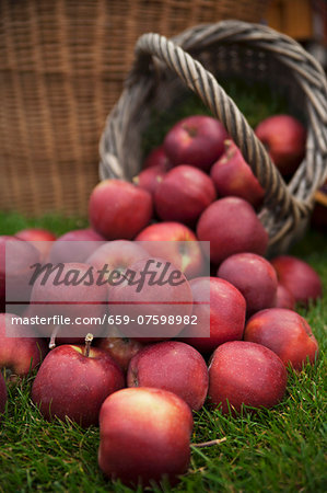 Lots of red apples on grass and in a basket