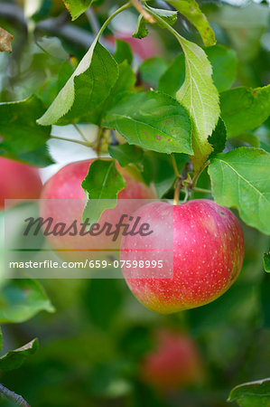 Red apples on the tree