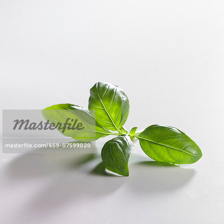 Sprig of basil Sprig of basil