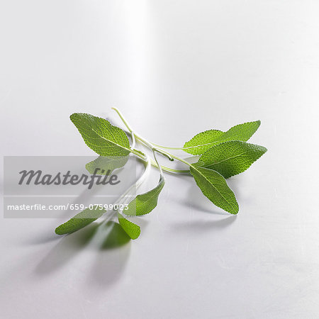 A sprig of fresh sage A sprig of fresh sage
