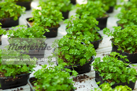 Coriander plants in plastic pots